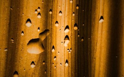 Izložba – Ritam u fotografiji