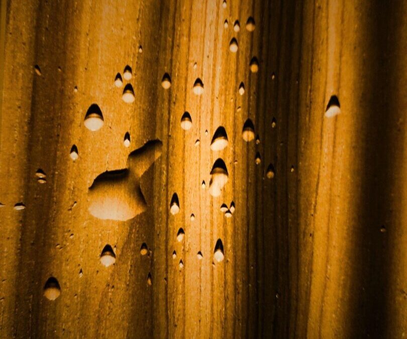 Izložba – Ritam u fotografiji